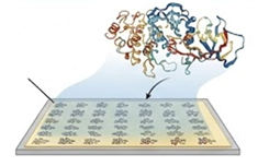Protein target flowing over an immobilized small-molecule array