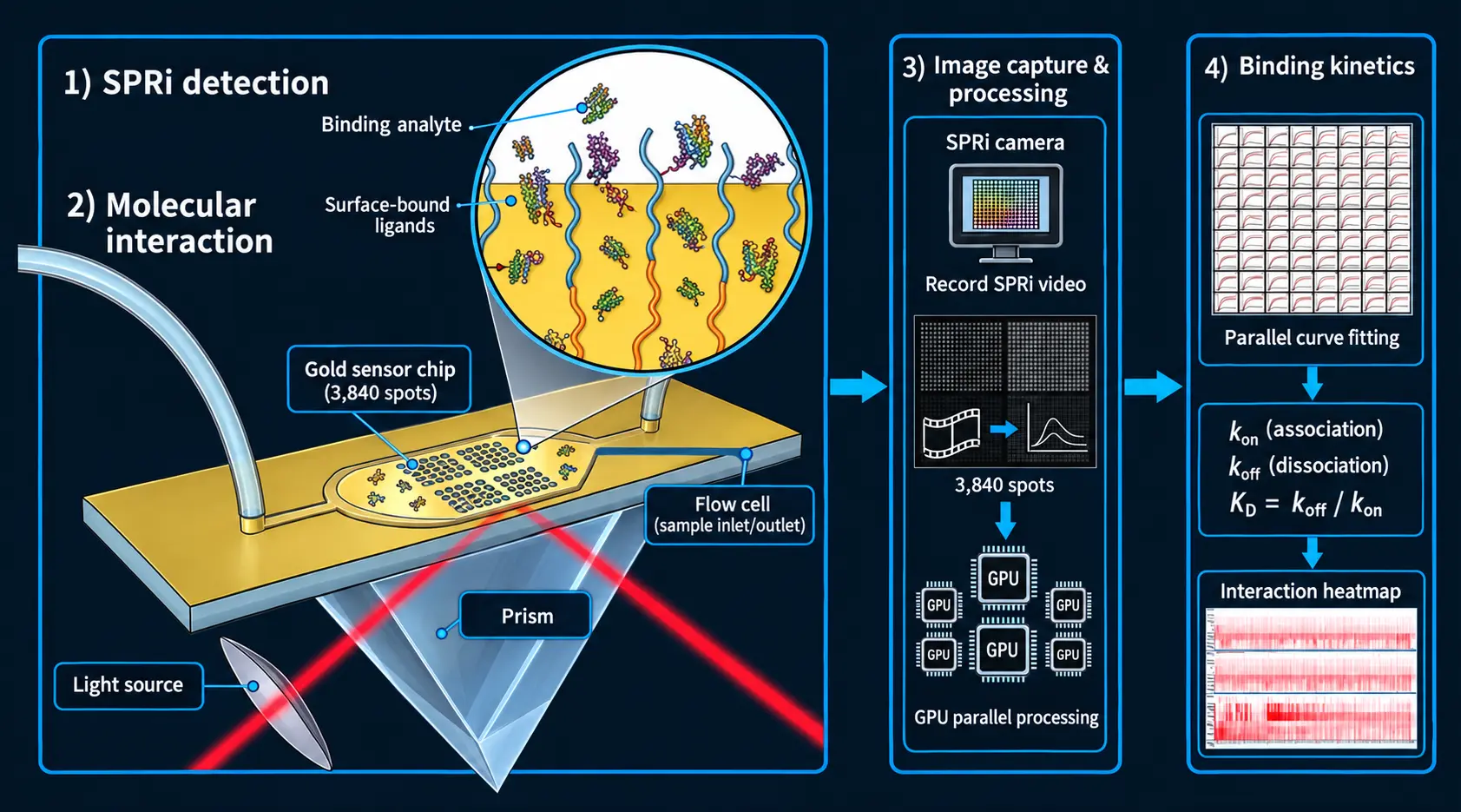 SPRi optical path and data-processing principle showing the light source, prism, microarray chip, image capture and kinetic analysis